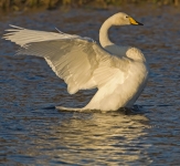 Whooper Swan (Tom McDonnell)